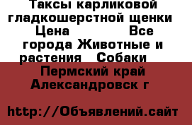 Таксы карликовой гладкошерстной щенки › Цена ­ 20 000 - Все города Животные и растения » Собаки   . Пермский край,Александровск г.